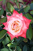 ROSA GEMINI