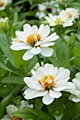 ZINNIA PROFUSION DOUBLE WHITE