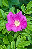 ROSA SCABROSA