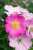 ROSA SETIGERA CLIMBING ROSE