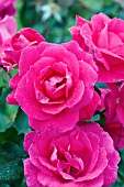 ROSA WINNIPEG PARKS