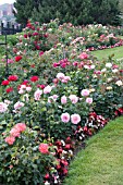 ROSE GARDEN SCENE