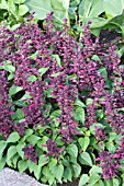 SALVIA SPLENDENS PICANTE PURPLE