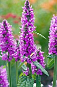 STACHYS OFFICINALIS HUMMELO