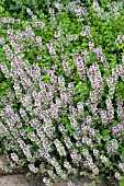 THYMUS PULEGIOIDES, OREGANO SCENTED THYME