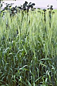 TRITICUM AESTIVUM SPRING WHEAT