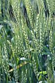 TRITICUM AESTIVUM SPRING WHEAT