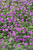 VERBENA SPECIOSA MOON RIVER