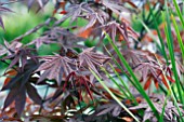 ACER PALMATUM BLOODGOOD