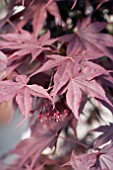 ACER PALMATUM BLOODGOOD