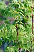 ACER PALMATUM SANGOKAKU