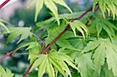 ACER PALMATUM SANGOKAKU