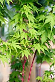 ACER PALMATUM SANGOKAKU