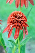 ECHINACEA HOT PAPAYA