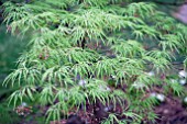 ACER PALMATUM DISSECTUM VIRIDIS