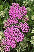 ACHILLEA MILLEFOLIUM PINK GRAPEFRUIT