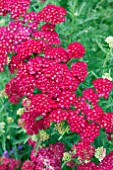 ACHILLEA POMEGRANATE