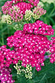 ACHILLEA POMEGRANATE