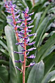 AECHMEA BLUE TANGO