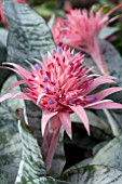 AECHMEA FASCIATA