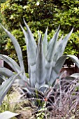 AGAVE AMERICANA