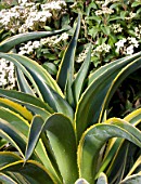 AGAVE DESMETTIANA VARIEGATA