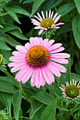 ECHINACEA PRAIRIE SPLENDOR