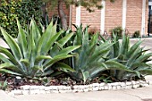 AGAVE FEROX