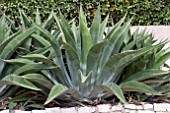 AGAVE FEROX