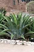 AGAVE FEROX