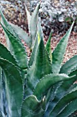 AGAVE MONTANA