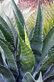 AGAVE MONTANA