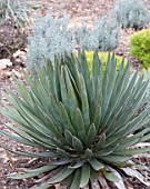 AGAVE OCAHUI