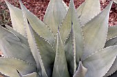 AGAVE WEBERI