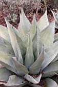 AGAVE WEBERI