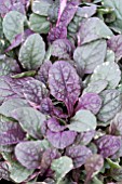 AJUGA REPTANS BURGUNDY GLOW