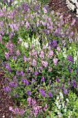 ANGELONIA MIX PLANTING