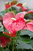 ANTHURIUM ANDREANUM