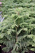 ARAUCARIA HETEROPHYLLA NORFOLK ISLAND PINE