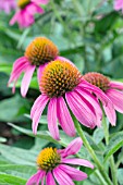 ECHINACEA PURPUREA POWWOW WILD BERRY