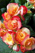 BEGONIA REIGER