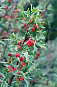 BERBERIS TRIFOLIATA AGARITA