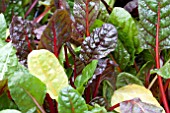 BETA VULGARIS BRIGHT LIGHTS SWISS CHARD