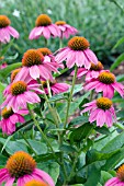 ECHINACEA PURPUREA POWWOW WILD BERRY