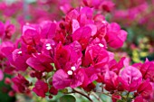 BOUGAINVILLEA BARBARA KARST