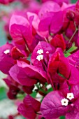 BOUGAINVILLEA BARBARA KARST