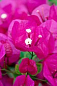 BOUGAINVILLEA BARBARA KARST