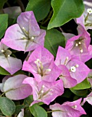 BOUGAINVILLEA IMPERIAL DELIGHT