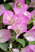 BOUGAINVILLEA IMPERIAL DELIGHT