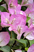 BOUGAINVILLEA IMPERIAL DELIGHT